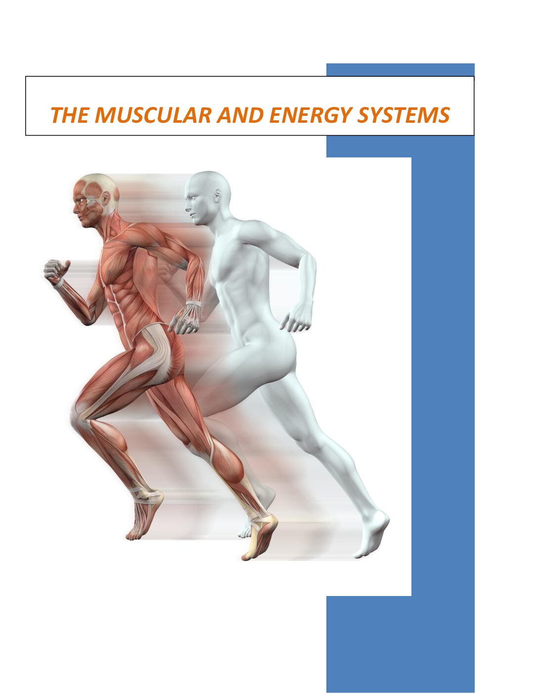 THE MUSCULAR AND ENERGY SYSTEMS